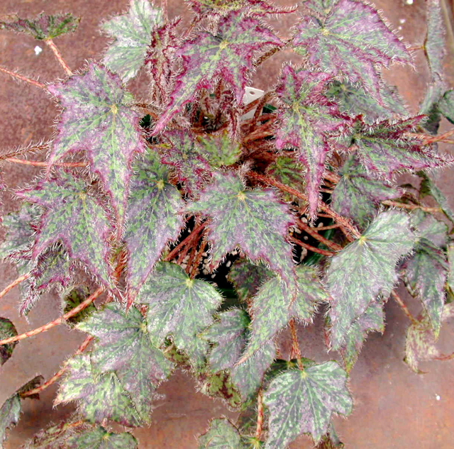 B. ‘Pink Spider’