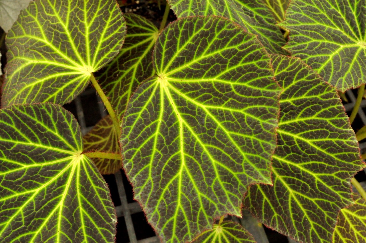 B. chloroneura