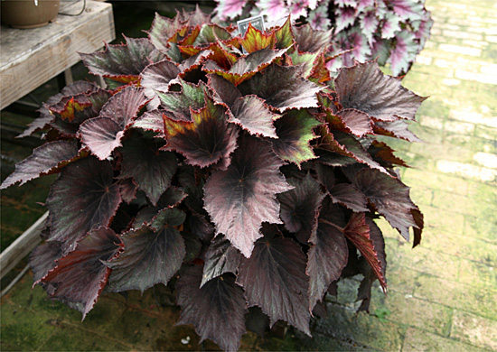 B. ‘Muresuzume’