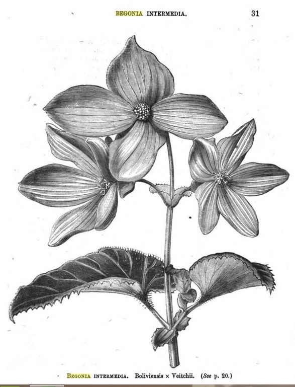 B. ‘Intermedia’