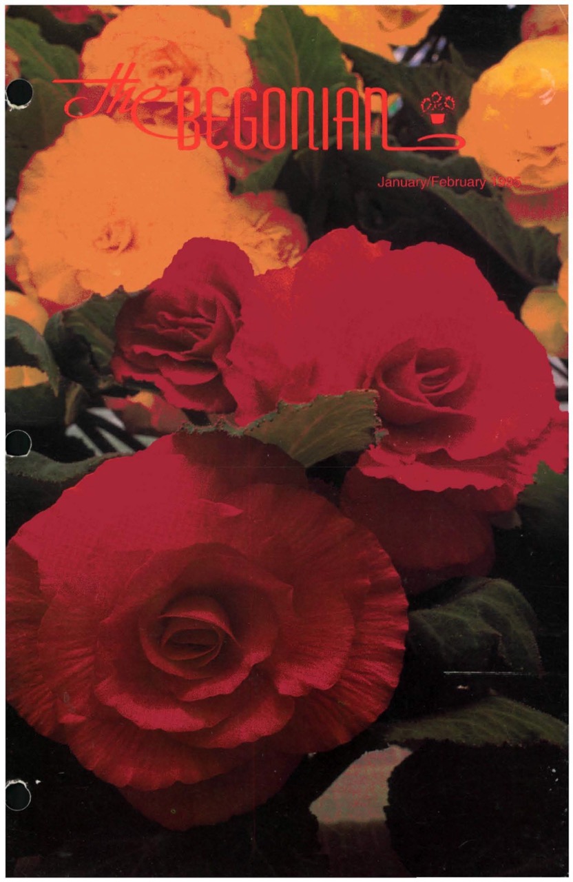 B. ‘Goliath’
