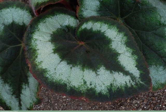 B. ‘Helene Under’