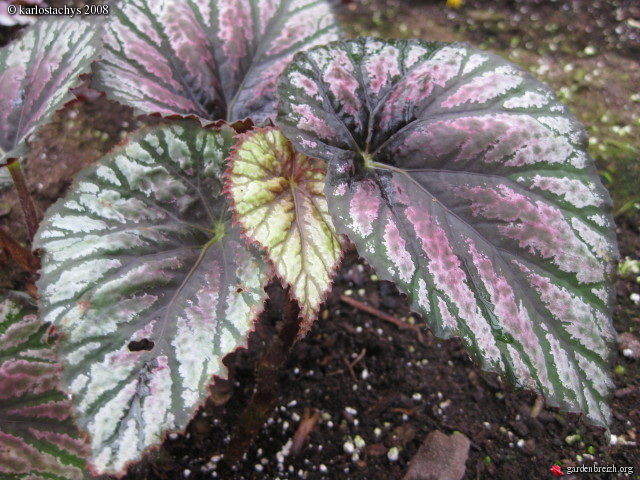 B. ‘Mrs. Hoffman’