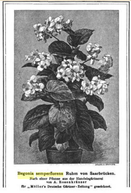 B. ‘Ruhm von Saarbrücken ’