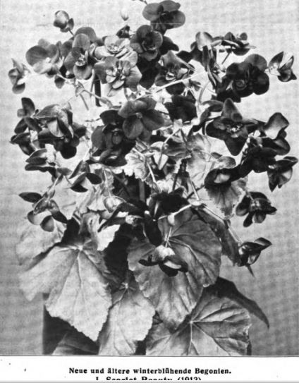 B. ‘Scarlet Beauty’