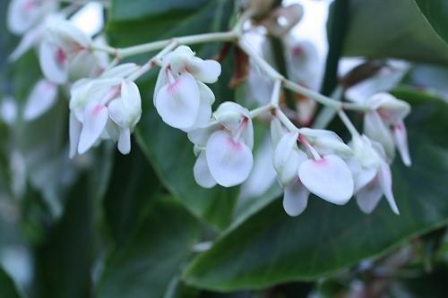 B. ‘Shirofuji’