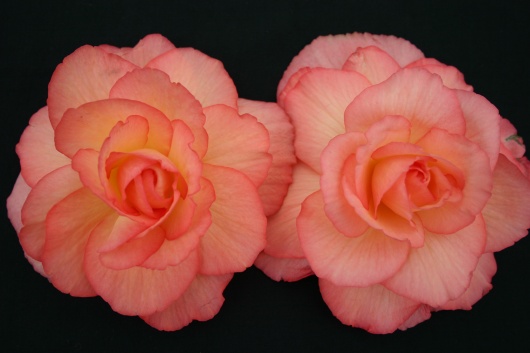 B. ‘Sophie’