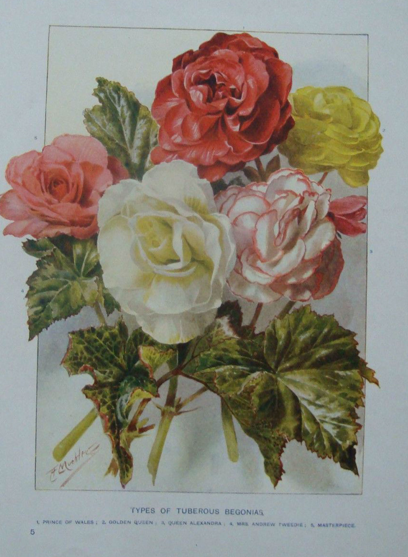 B. ‘Mrs. Andrew Tweedie’