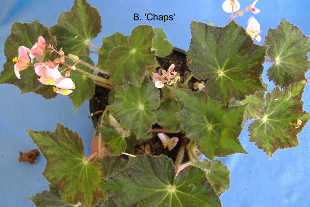 B. ‘Chaps’