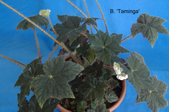 B. ‘Taminga’