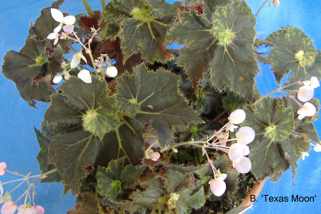 B. ‘Texas Moon’