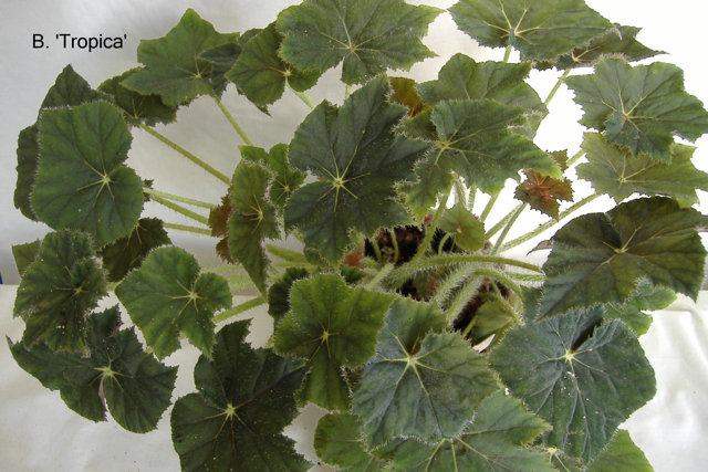 B. ‘Tropica’