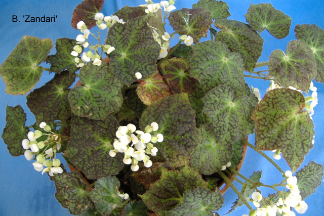 B. ‘Zandari’