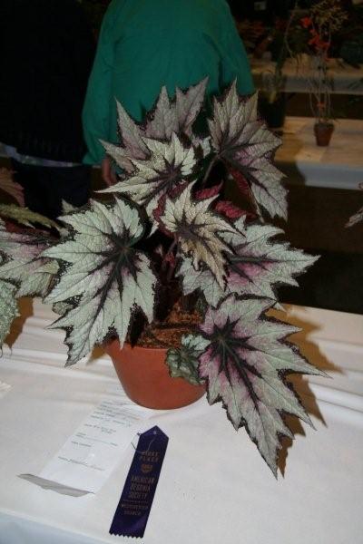 B. ‘North Star’