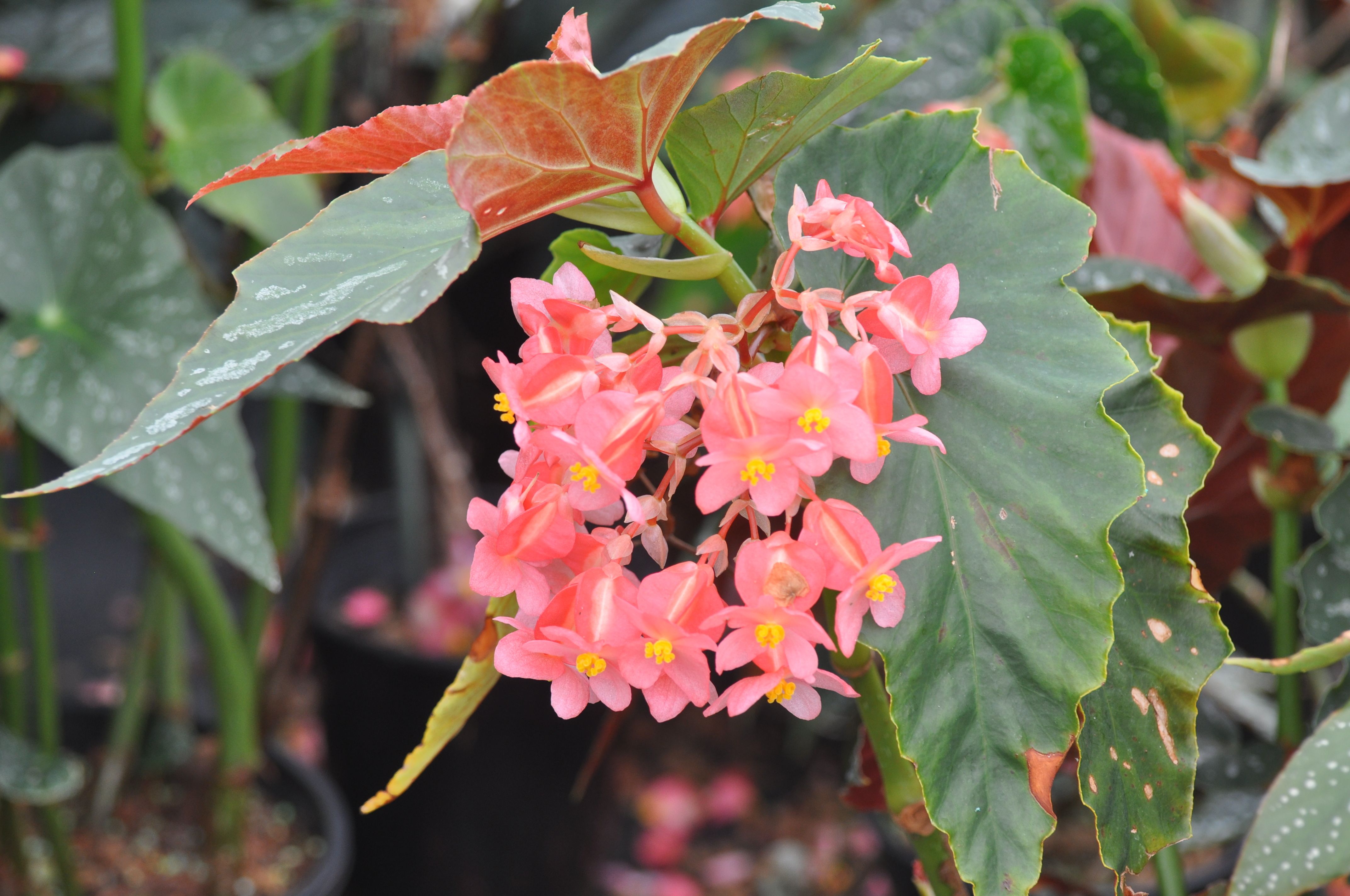B. ‘Extrovert’
