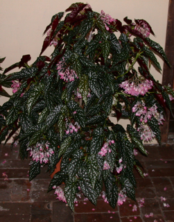 B. ‘Elsie Elizabeth Bolwell’