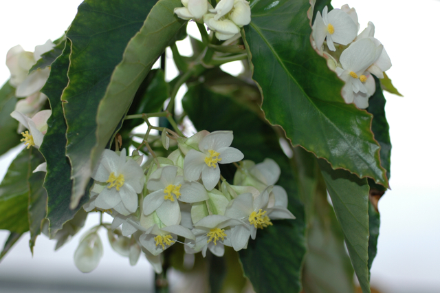 B. ‘Evie May’