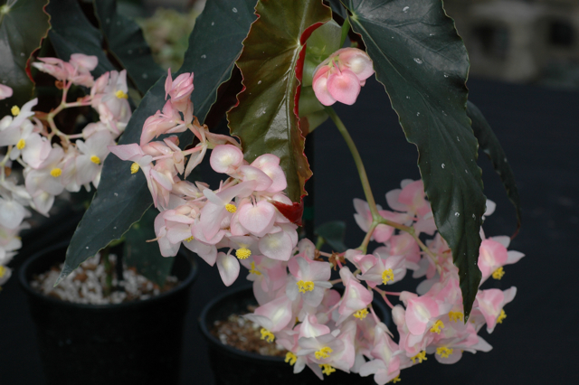 B. ‘Annan Joy’
