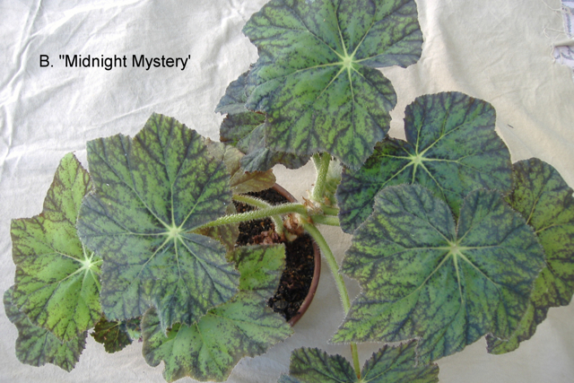 B. ‘Midnight Mystery’