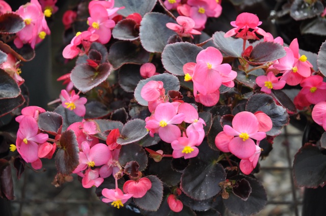 B. ‘Bada Boom Deep Rose’