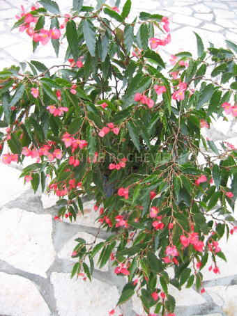 B. ‘Soralia’