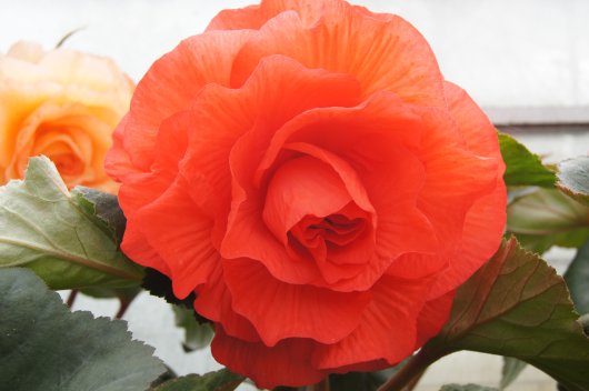 B. ‘Alex Muir’