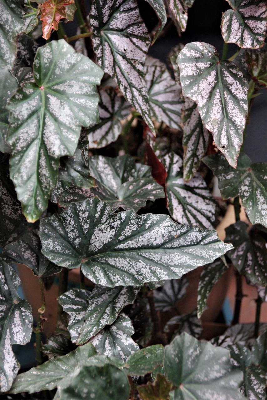 B. ‘Garnet’