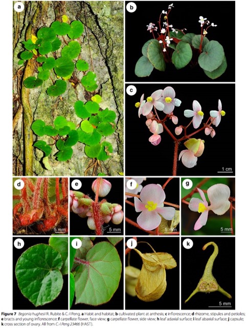 B. hughesii
