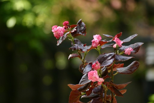 B. ‘Peach Delight’