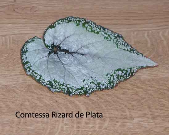 B. ‘Comtessa Rizard de Plata’