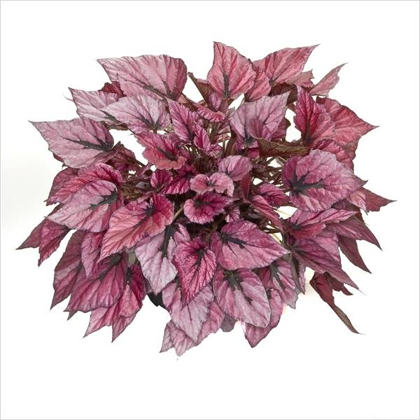B. ‘Indian Summer’