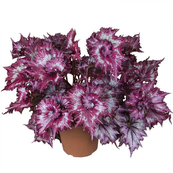 B. ‘Tie Dye’