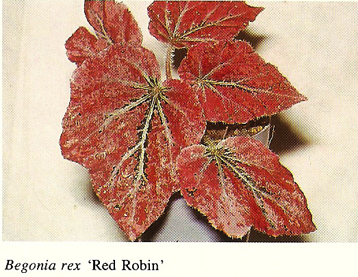 B. ‘Red Robin’