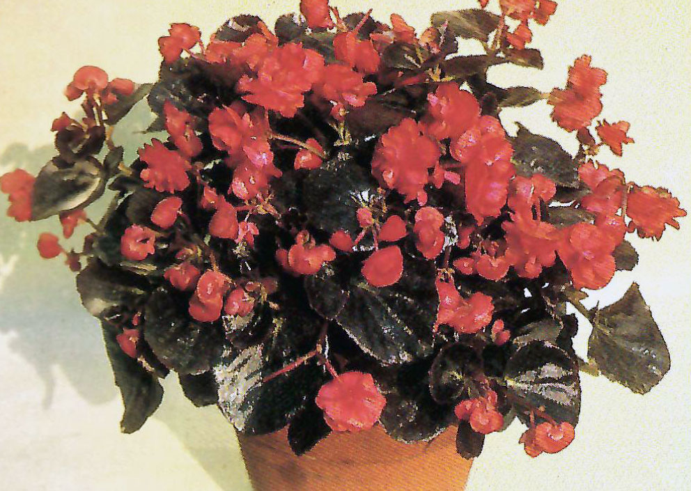 B. ‘Fire King’