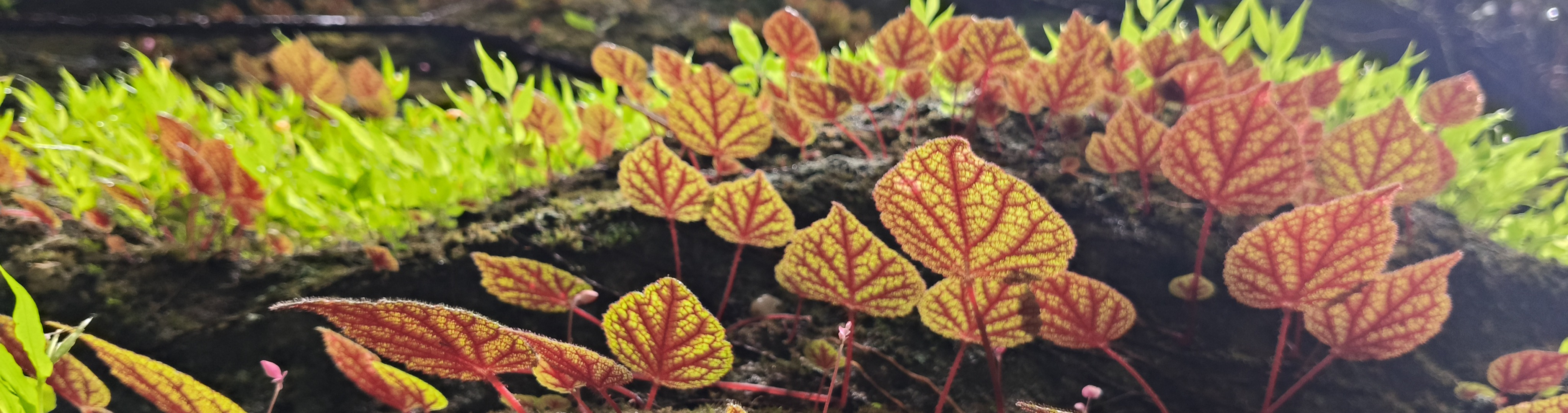 Begonia leaves with red veins growing on a mossy log